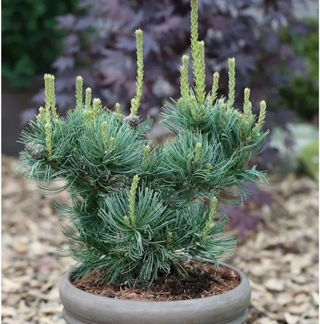 Mädchenkiefer Schoons Bonsai Pinus parviflora, Höhe: 40-50 cm, Grün - Bild 1