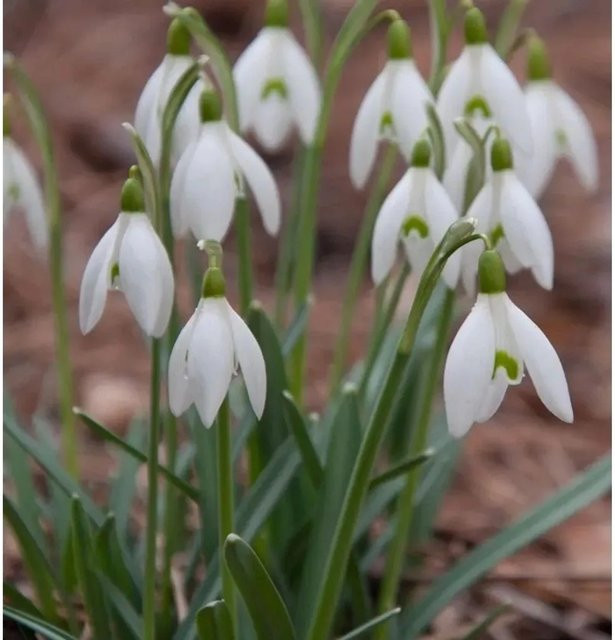 Galanthus nivalis Schneeglöckchen als weißer Bodendecker von Nr-01.de im Topf - Bild 1
