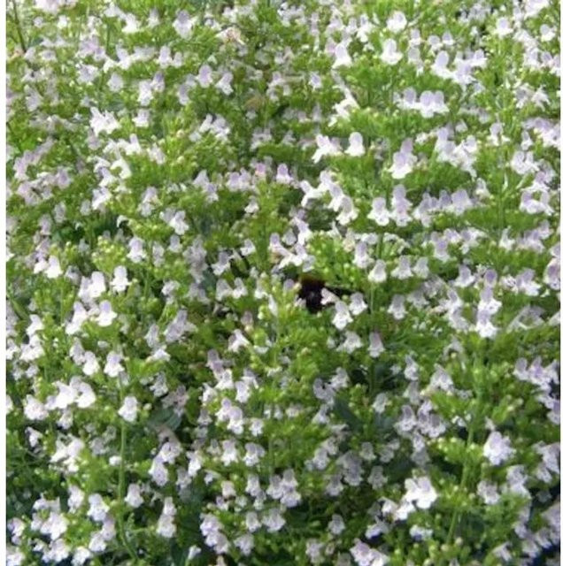 Nepeta grandiflora Katzenminze Veluw's Blauwtje blaue Staude für den Garten - Bild 1