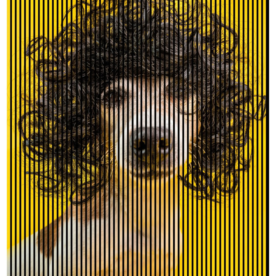 FN Acustico Akustikplatte Dog 2 aus MDF und PET in Multicolor und Gelb, B/T/H: 225,3 x 1,9 x 240 cm - Bild 1