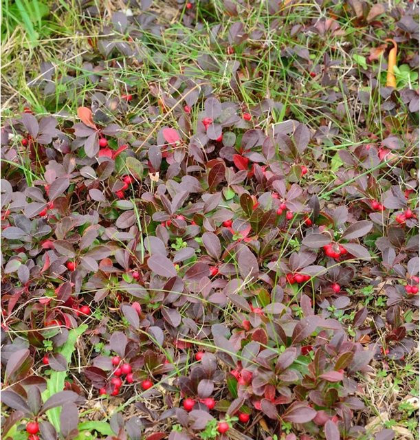 Gaultheria procumbens Rote Teppichbeere Scheinbeere als roter Bodendecker und Zwergstrauch - Bild 1