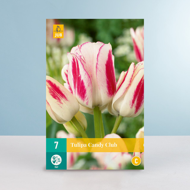 Mehrblütige Tulpe Candy Club von BLUME2000 mit 7 Zwiebeln - Bild 1