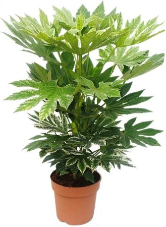 Exotenherz Zimmeraralie Fatsia Japonica Zimmerpflanze, Höhe: 60-80 cm, Topf-Durchmesser: 20 cm