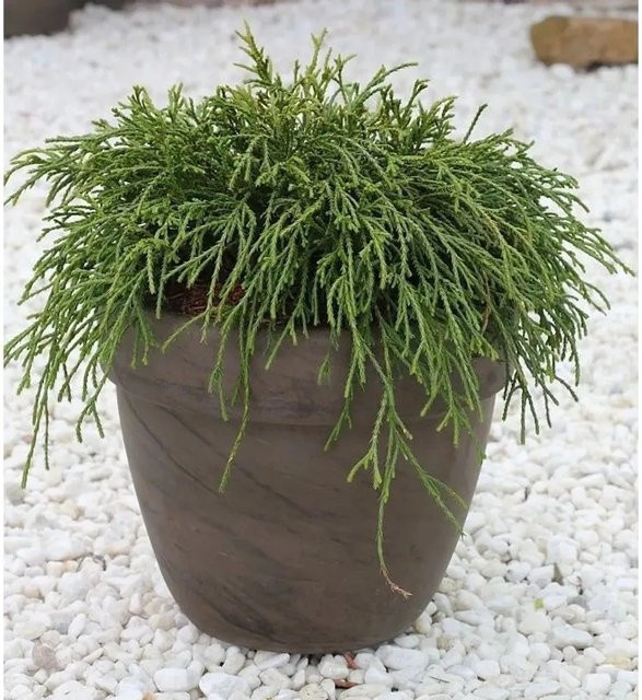 Grüne Fadenzypresse Chamaecyparis pisifera als Kübelpflanze für Steingärten und Grabbepflanzung, Höhe: 60-70 cm - Bild 1