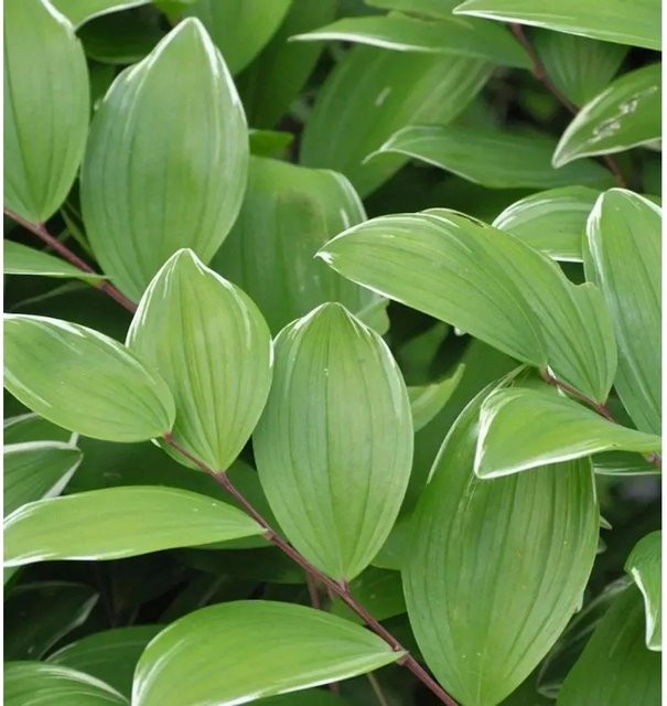 Duftender Salomonssiegel Variegatum Polygonatum odoratum als wintergrüne Staude für Staudengärten und Unterpflanzungen - Bild 1