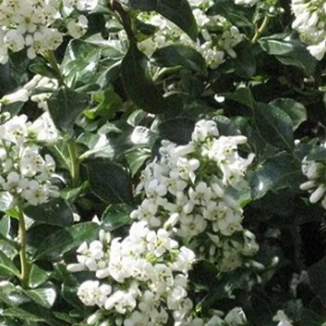 Arborix Andenstrauch Escallonia Iveyi, immergrüner Zierstrauch in Grün und Weiß, Höhe: 60 bis 80 cm - Bild 1