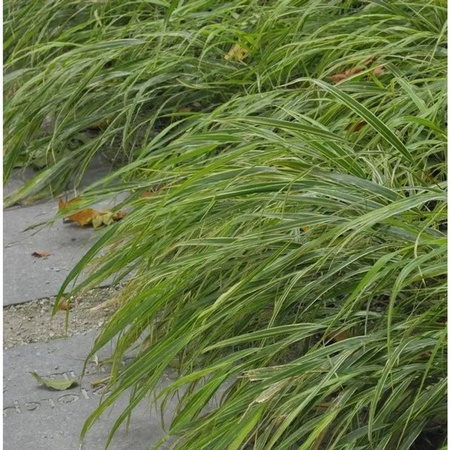 Hakonechloa macra Japan Silberbandgras in Topf, Ziergras in Silber und Grün