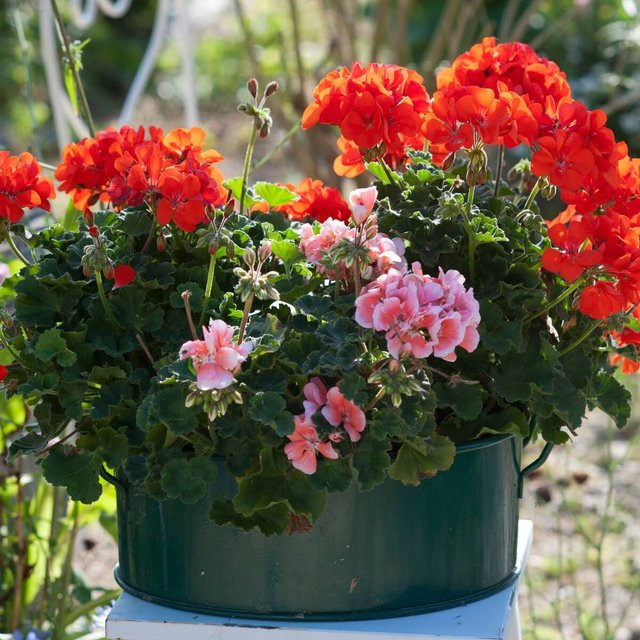 Geranienpracht Pelargonium Balkonblumen von Mein schöner Garten Shop, 6 Pflanzen in Rot, Pink und Mehrfarbig - Bild 1