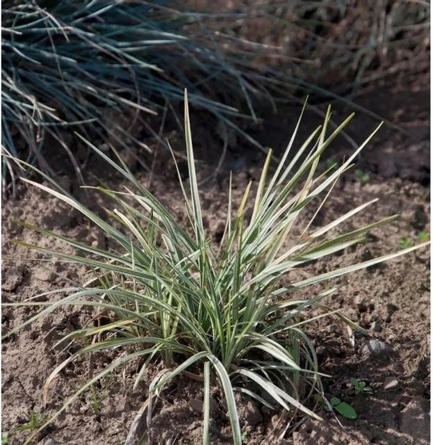 Schlangenbart Silver Mist Ophiopogon japonicus als pflegeleichte Bodendecker-Staude in Silber und Grün - Bild 1