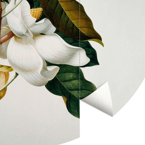 K&L Wall Art Vliestapete Ehret Botanik Magnolia Vintage, mehrfarbig, matt, B/H: 236 x 236 cm - Bild 2