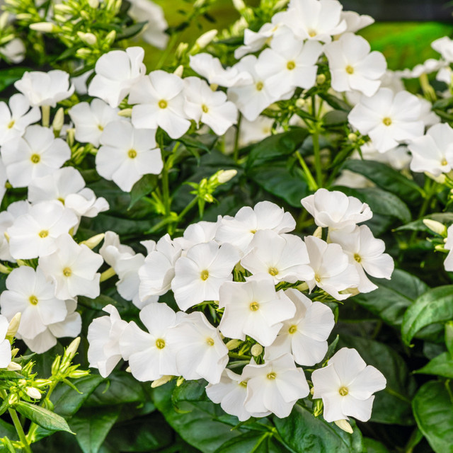 Phlox paniculata BLUME2000 Weiße Gartenstaude für Staudenbeet und Bauerngarten - Bild 1