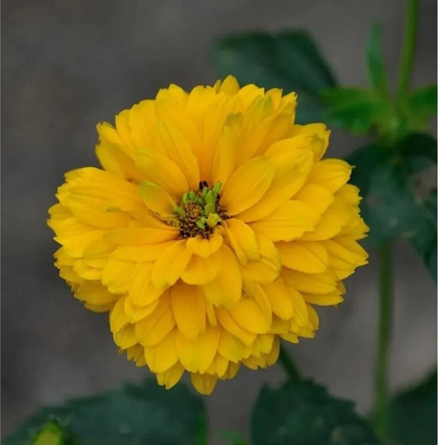 Heliopsis scabra Sonnenauge Goldgrünherz gelbe Staude für Beet und Outdoor - Bild 1