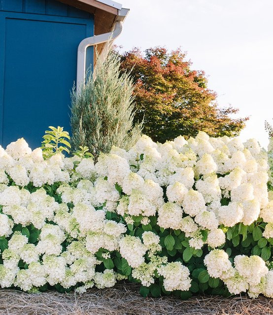 Rispenhortensie Little Hottie Hydrangea paniculata im 3-Liter Containertopf - Bild 1