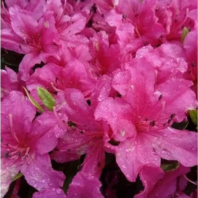Kriechende Immergrüne Zwerg Azalee Pirin Rhododendron nakaharai als Bodendecker - Bild 1