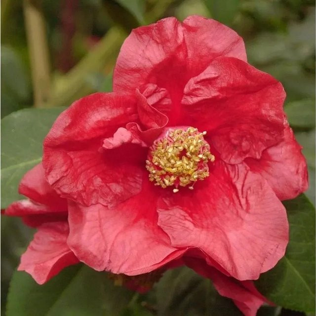 Camellia japonica Kamelie in Rot, Höhe: 60-80 cm - Bild 1