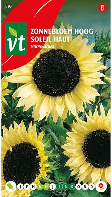 Arborix Sonnenblume Moonwalker Saatgut Großblütig 1 g - Bild 1