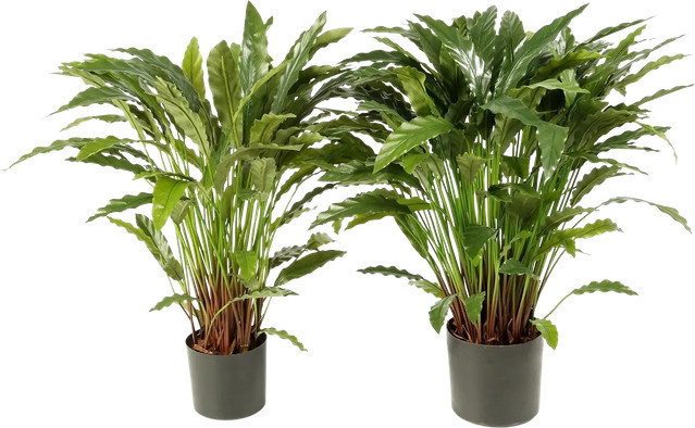 Künstliche Calathea Thea von Aplanta in Grün, Höhe: 84 cm - Bild 1