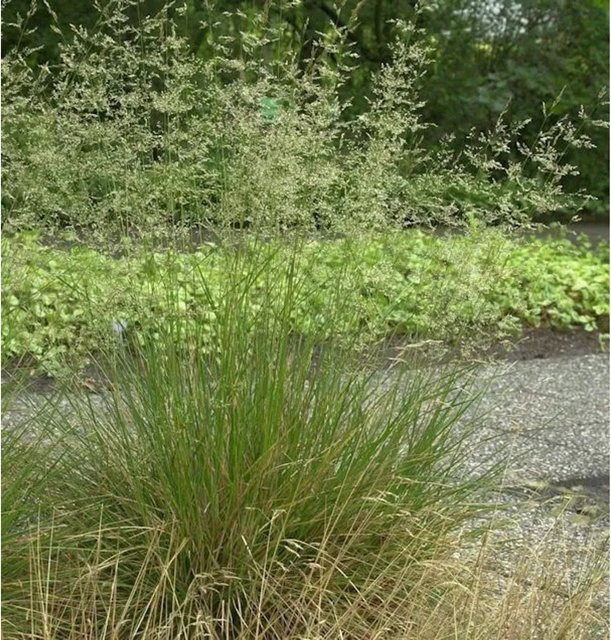 Rasen-Schmiele Deschampsia cespitosa als grüne Staude für die Teichrandbepflanzung von Nr-01.de - Bild 1