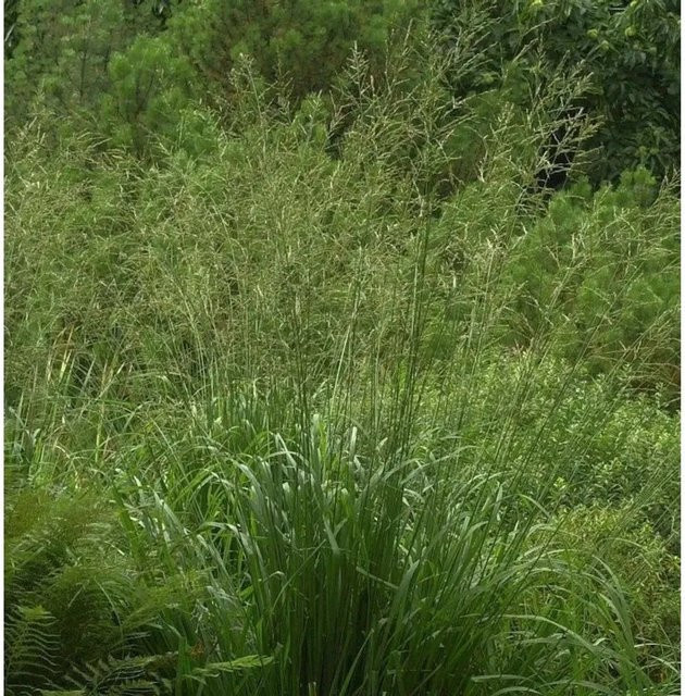 Riesen Pfeifengras Bergfreund Molinia arundinacea als mehrjährige Gartenpflanze von Die Nr-01.de in Grün und Goldgelb - Bild 1