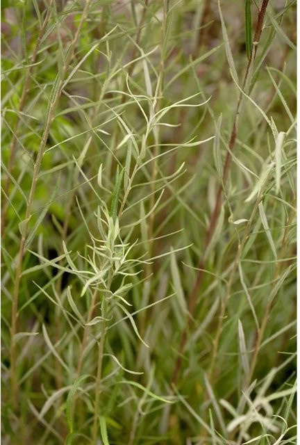 Salix Rosmarinifolia Rosmarin-Weide von Pflanzen für dich, 60–100 cm - Bild 1