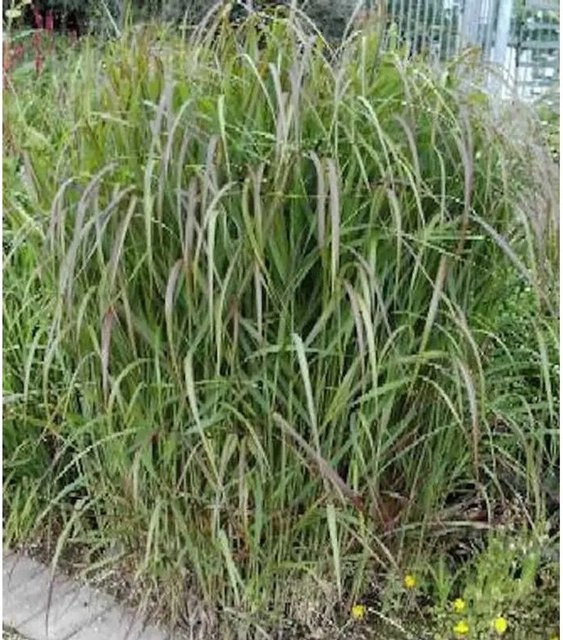 Rutenhirse Hänse Herms Panicum virgatum als grüne Zierpflanze im Topf - Bild 1