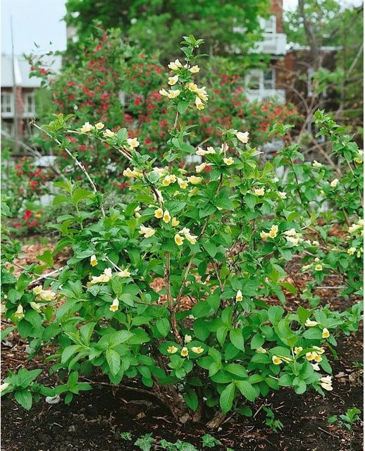 Weigela Middendorffiana Weigelie von Pflanzen für dich, Höhe: 60-100 cm - Bild 1