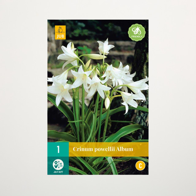 Hakenlilie Album Blumenzwiebel von BLUME2000 - Bild 1
