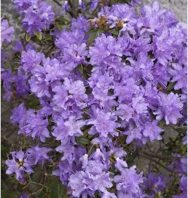 Zwerg Rhododendron Blumeria Rhododendron impeditum in Purple für Garten und Steingärten von Nr-01.de - Bild 1