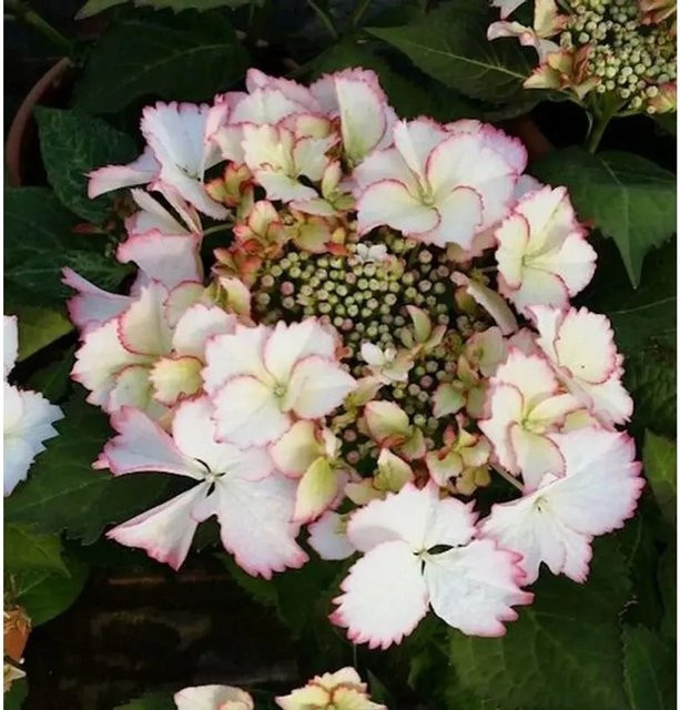 Bauernhortensie Love You Kiss Hydrangea macrophylla in Pink von Nr-01.de - Bild 1