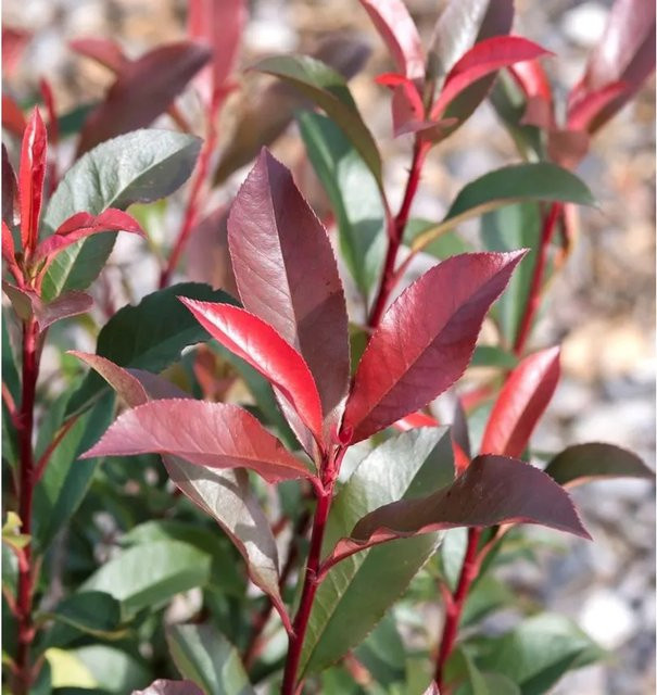Glanzmispel Photinia fraseri Magical Vulcano Heckenpflanze, Höhe: 60-80 cm - Bild 1