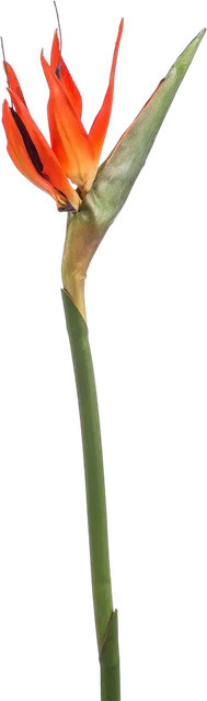 Künstlicher Strelitzia Zweig Olga von Aplanta, Höhe: 85 cm - Bild 1