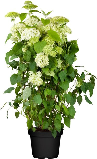 OBI Ballhortensie Annabelle Hydrangea arborescens Weiß, Höhe: 40 - 50 cm - Bild 1