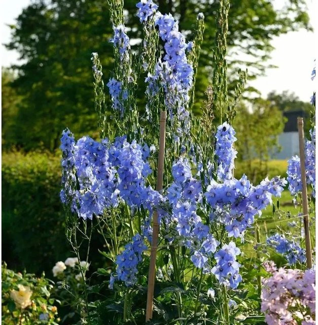 Hoher Rittersporn Gletscherwasser Delphinium elatum Blau für den Garten - Bild 1