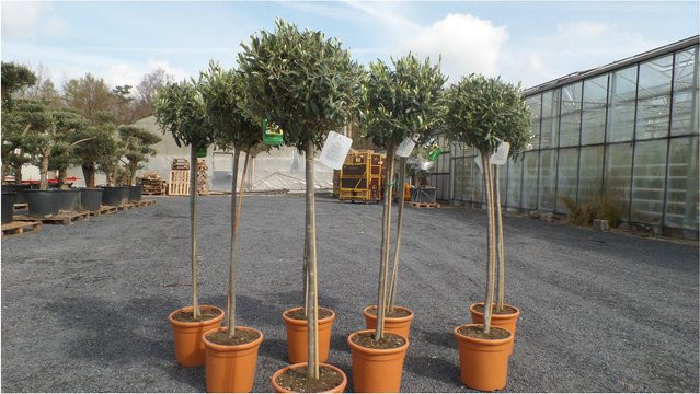 Winterharte Olive Olea Europaea als Hochstamm von Grünwaren, Höhe: 170 cm - Bild 1