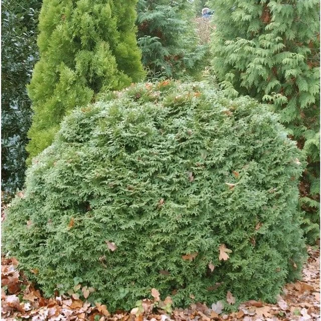 Thuja occidentalis Lebensbaum Little Gigant Kugel in Grün von Nr-01.de - Bild 1