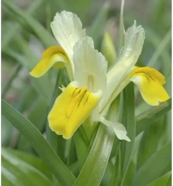 Geweih Schwertlilie Iris bucharica Zierstaude von Nr-01.de - Bild 1