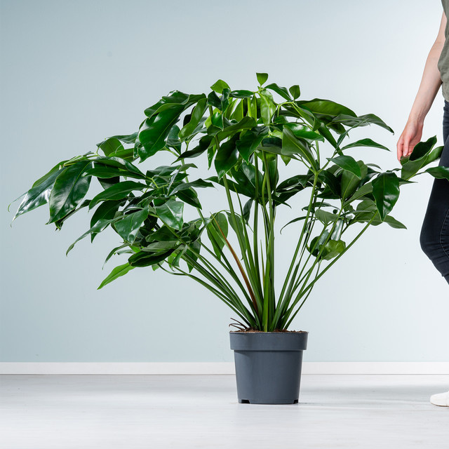 Philodendron Green Wonder mit herzförmigen Blättern von BLUME2000 in Grün - Bild 1
