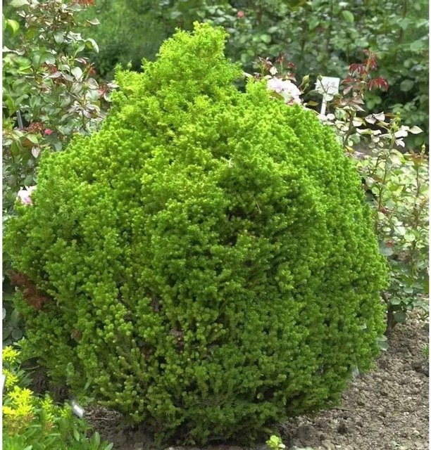 Zwerg Kugelsicheltanne Cryptomeria japonica von Nr-01.de, grün, 15-20 cm - Bild 1