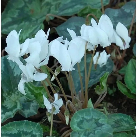 Herbst Alpenveilchen Perlenteppich Cyclamen hederifolium als winterharte Staude für Steingärten und Unterpflanzungen
