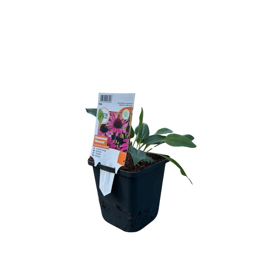GROW by OBI Purpursonnenhut Echinacea purpurea Rot pflegeleichte Staude im Topf - Bild 2