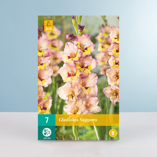 Gladiole Sapporo von BLUME2000 mit 7 Knollen für Gartenbeete, Kübel, Balkon oder Terrasse - Bild 1