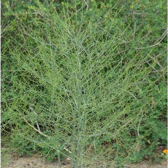 Bleichspargel Gijnlim Asparagus officinalis als Zierpflanze - Bild 1
