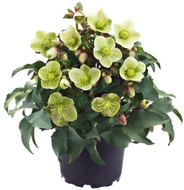 Weiße Christrose Helleborus Monte Christo HGC als winterharte Staude für deinen Garten und Balkon - Bild 1