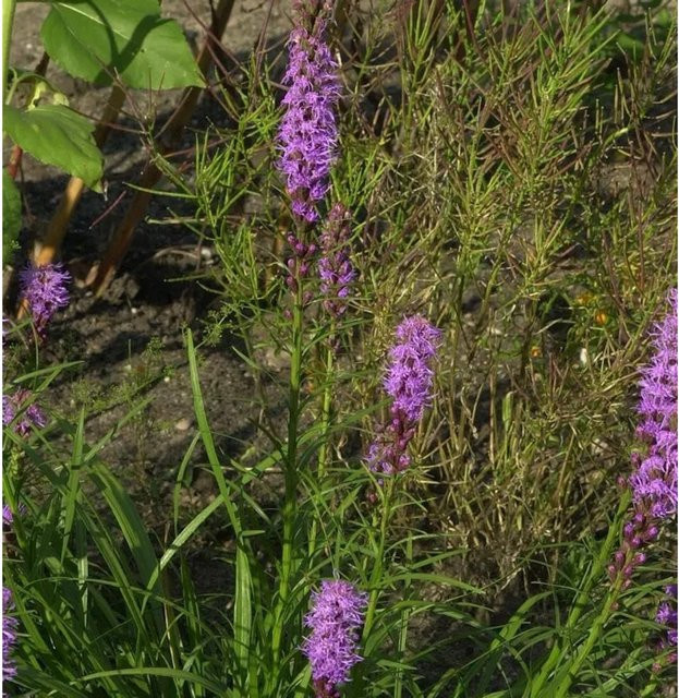 Liatris spicata Prachtscharte lila mehrjährige Beet- und Schnittblumenpflanze - Bild 1