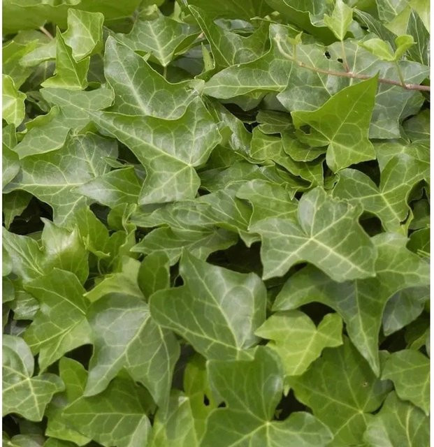 Gemeiner Efeu Hedera helix gelbgrün als mehrjährige Kletterpflanze für den Garten, Höhe: 125-150 cm - Bild 1