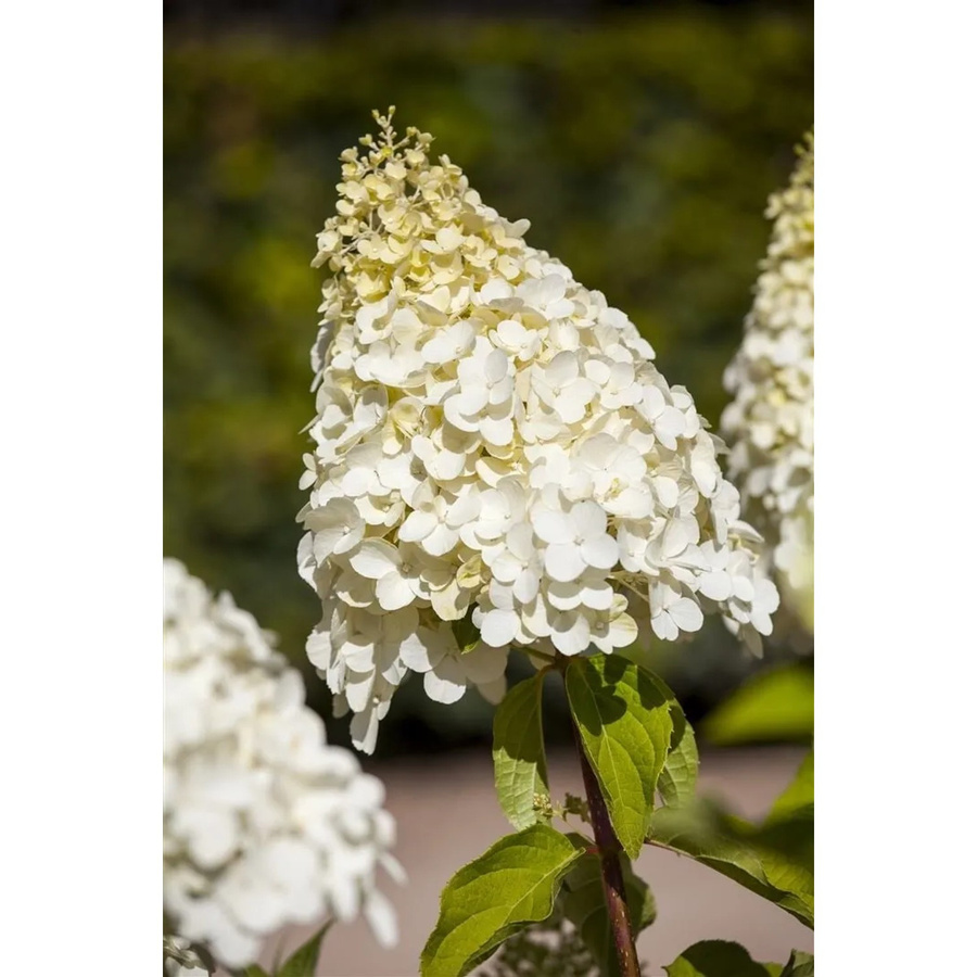 Rispenhortensie Hydrangea Paniculata Magical Moonlight, weiße Zierstrauch-Pflanze, Höhe: 60-80 cm - Bild 2