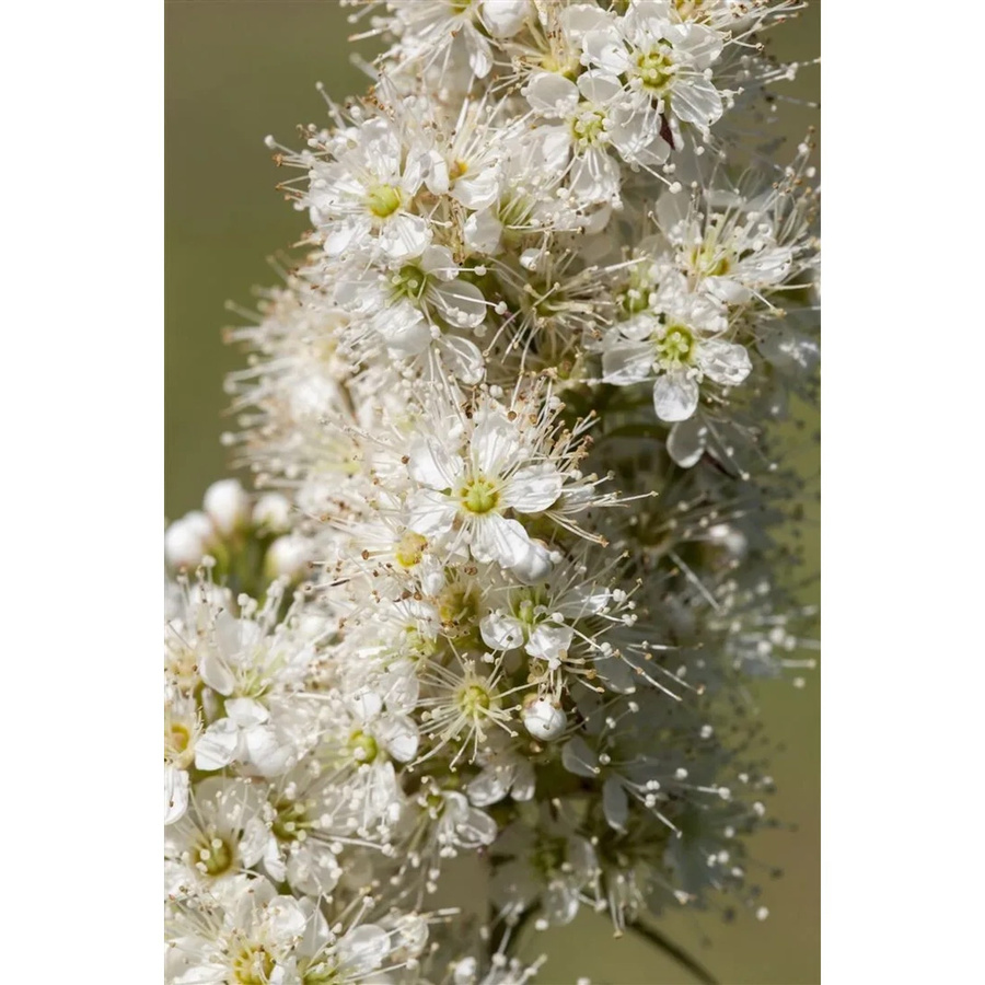Sorbaria Sorbifolia Fiederspiere Weiß blühender Zierstrauch für deinen Garten, Höhe: 100–125 cm - Bild 2