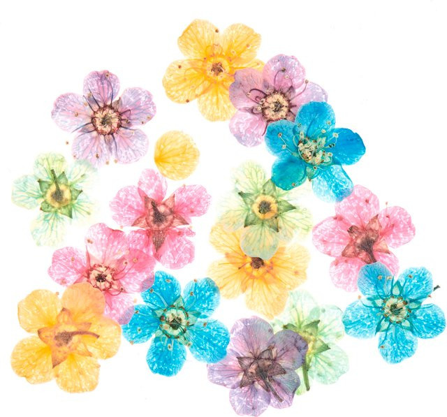 Rico Design Füllmaterial für Resin Trockenblumen in Bunt - Bild 1