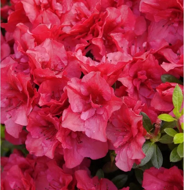 Rhododendron viscosum Kaminduft von Die Nr-01.de, Höhe: 70-80 cm - Bild 1