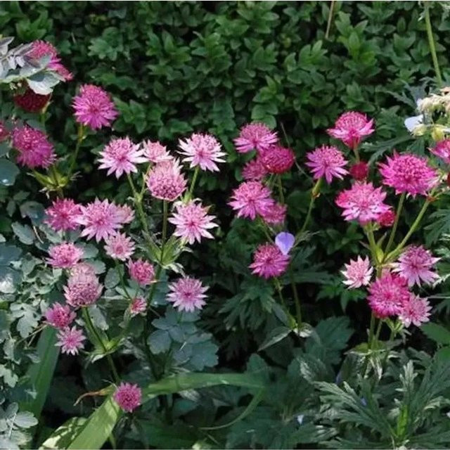 Astrantia major Sterndolde Roma als winterharte Staude für den Freilandgarten - Bild 1